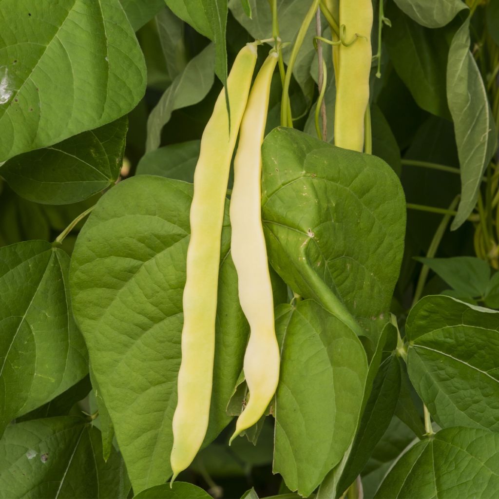 Staakboon Monte Gusto (zaad)