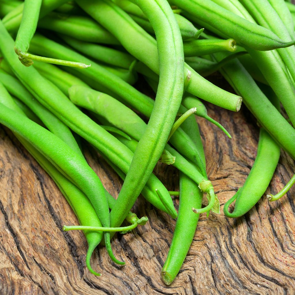 Stamslaboon Maxi BIO