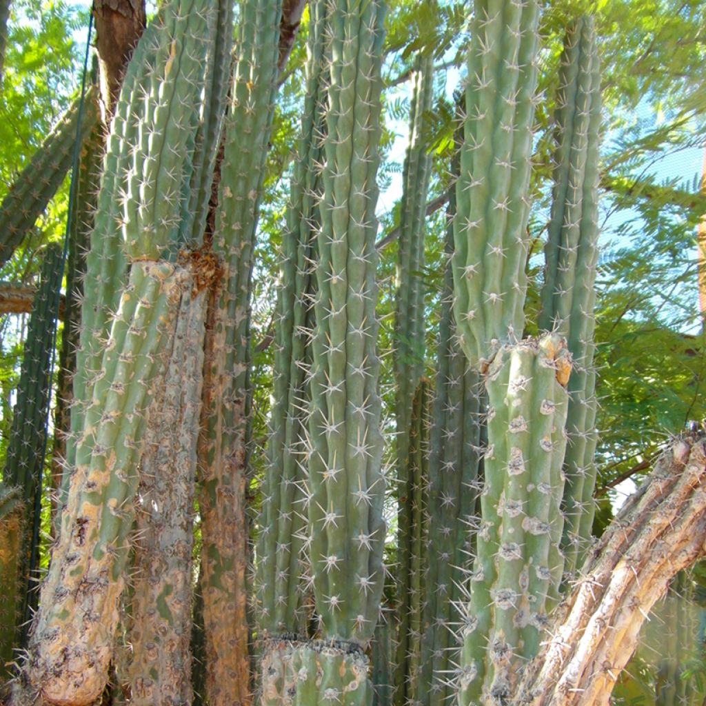 Harrisia tetracantha - Cactus