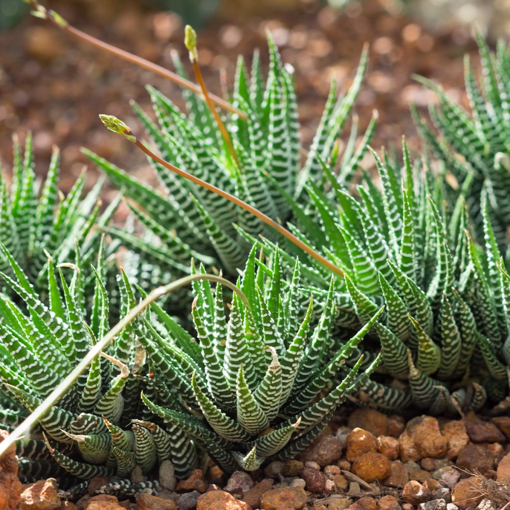 Haworthia Big Band - Plante zèbre