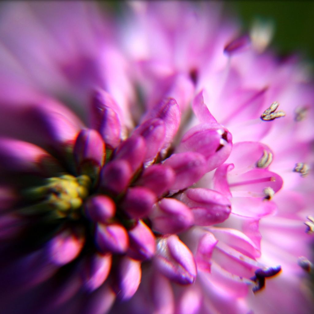 Hebe addenda Linda - Struikveronica