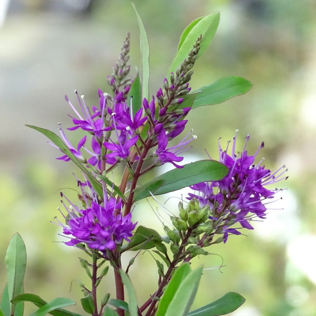 Hebe Wiri Charm - Struikveronica