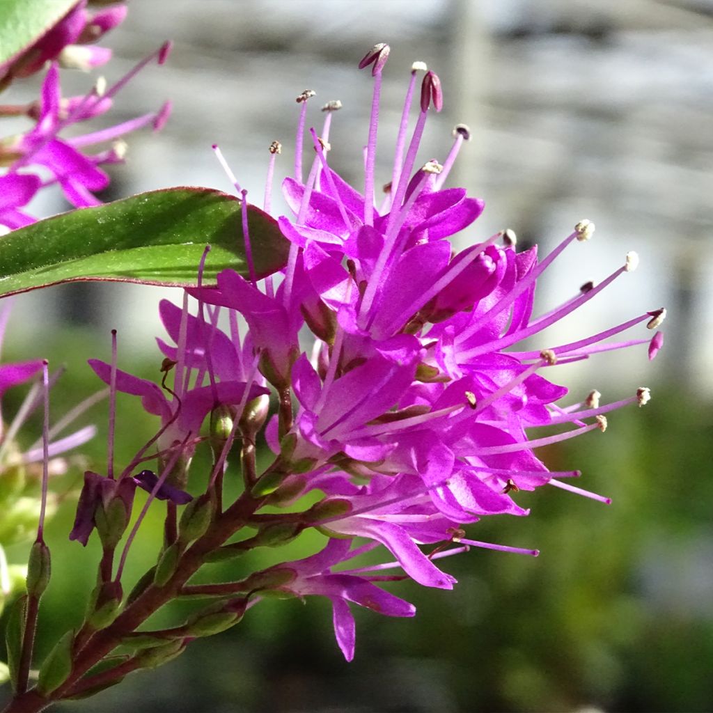 Hebe Wiri Charm - Struikveronica