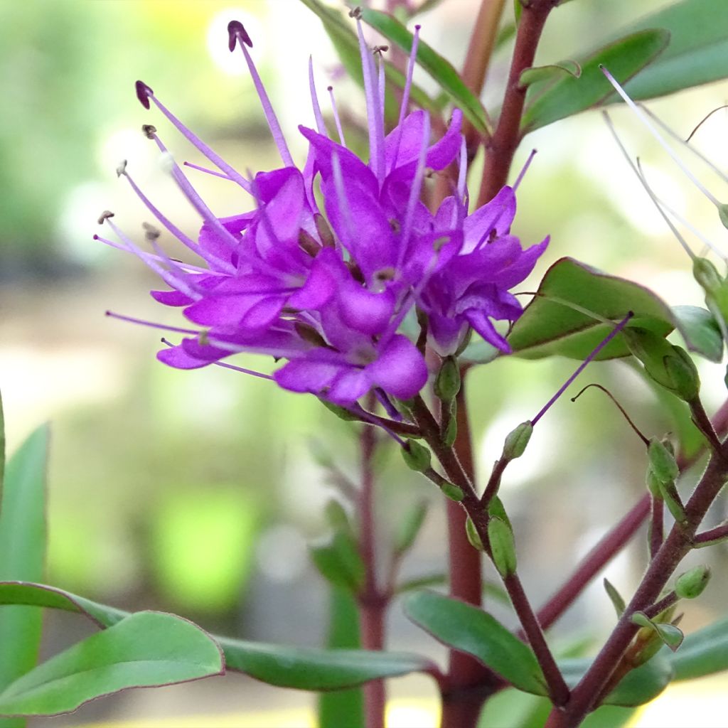 Hebe Wiri Charm - Struikveronica