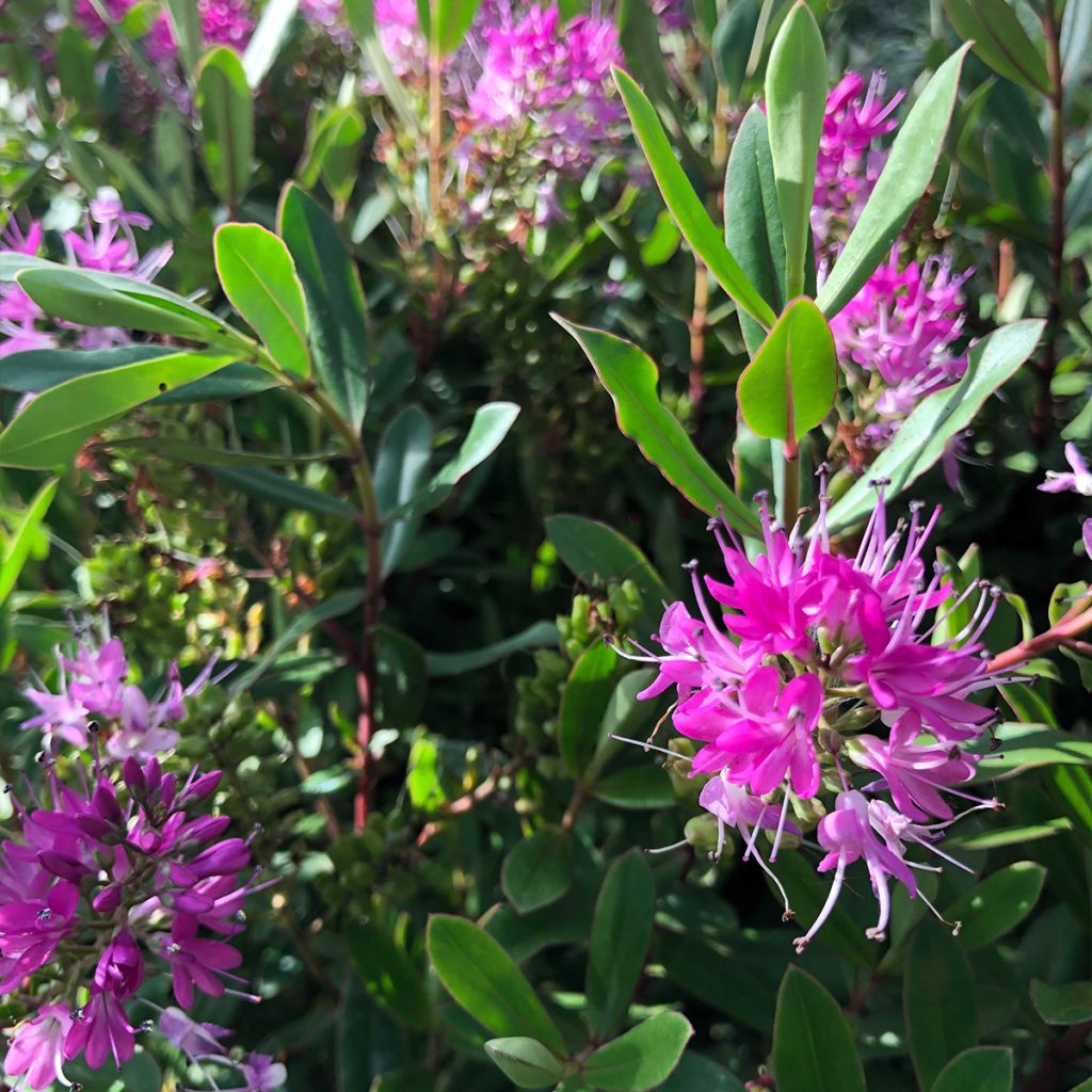 Hebe Wiri Charm - Struikveronica