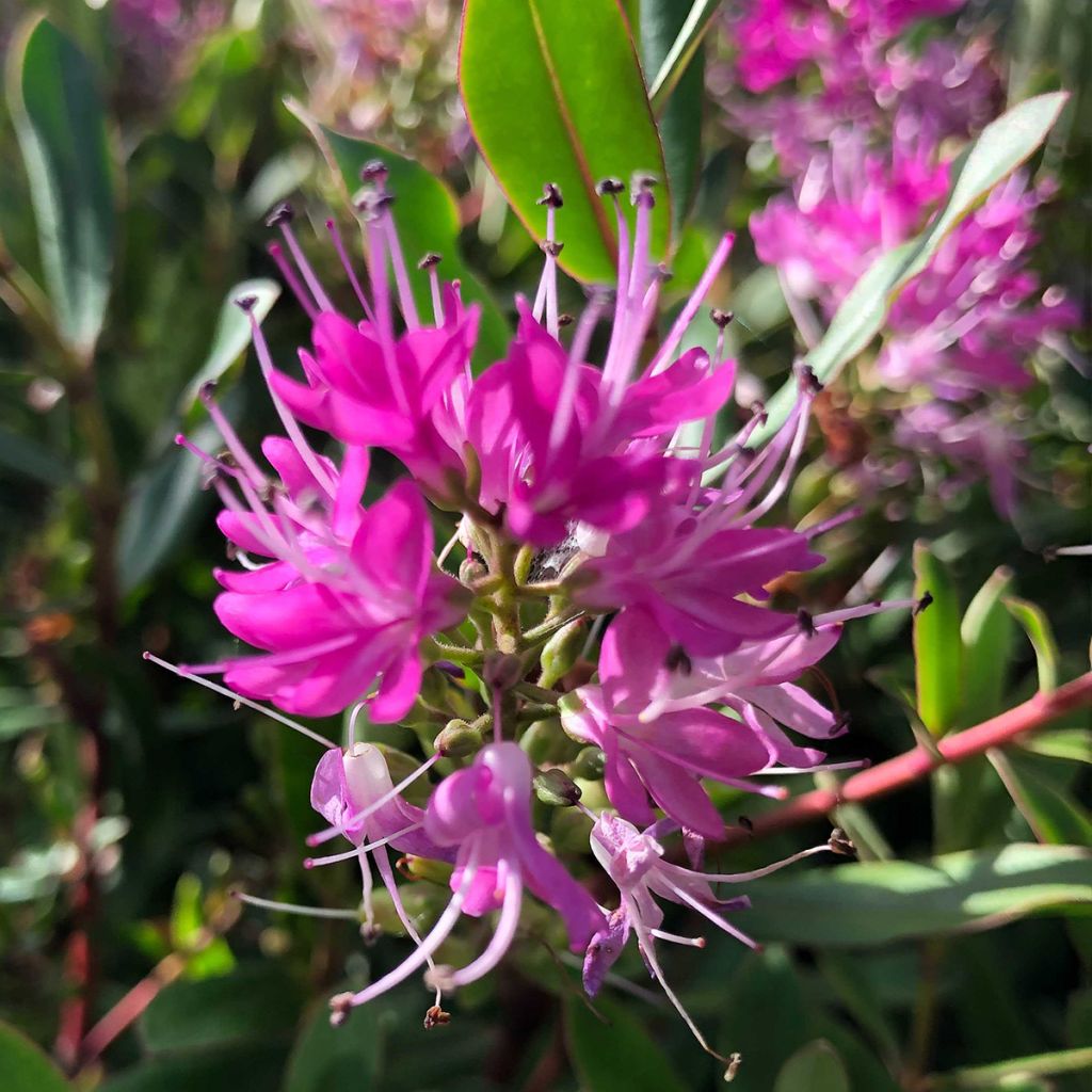 Hebe Wiri Charm - Struikveronica