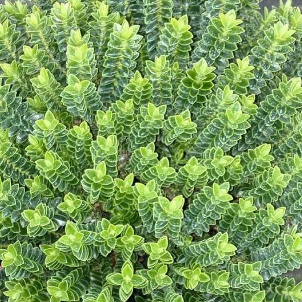 Hebe odora Nana - Struikveronica