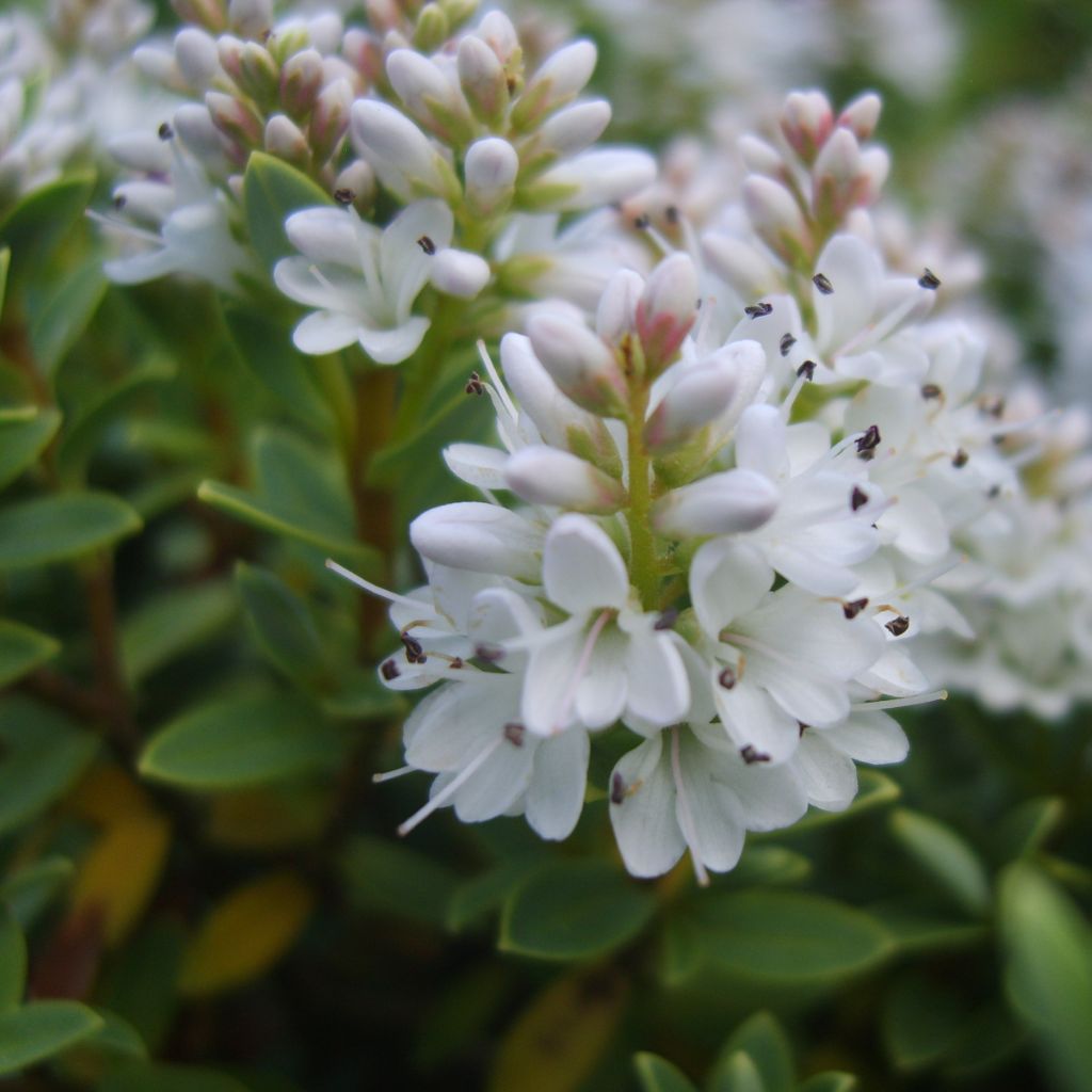 Hebe vernicosa - Struikveronica