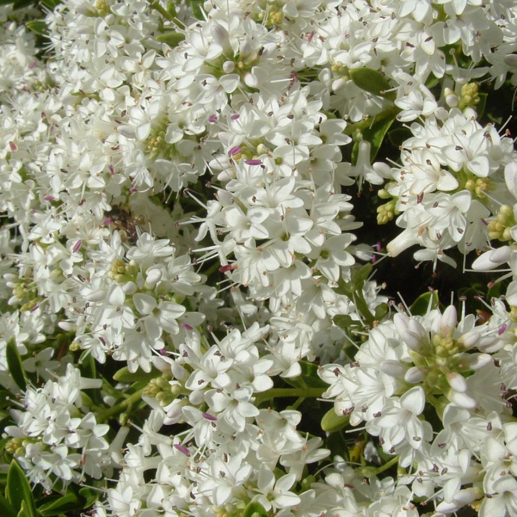 Hebe vernicosa - Struikveronica