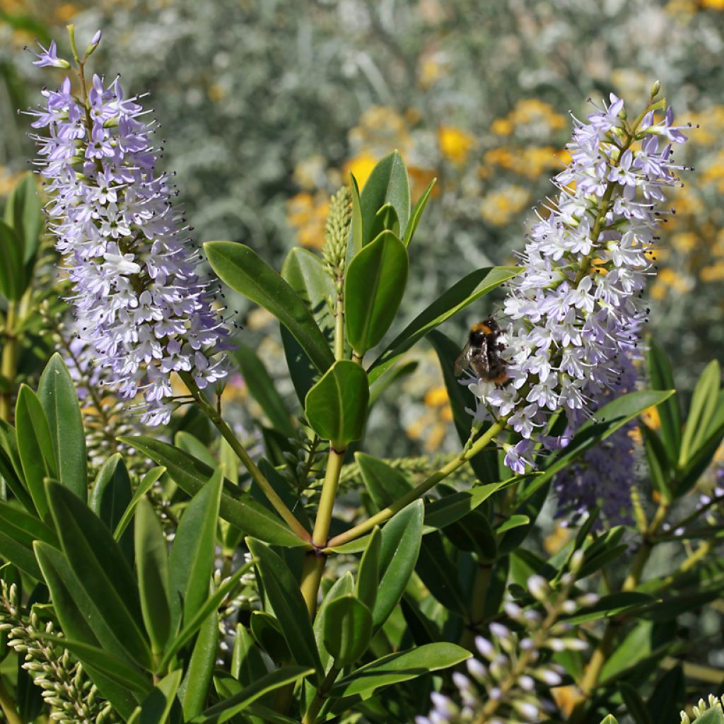 Hebe Wiri Image - Struikveronica