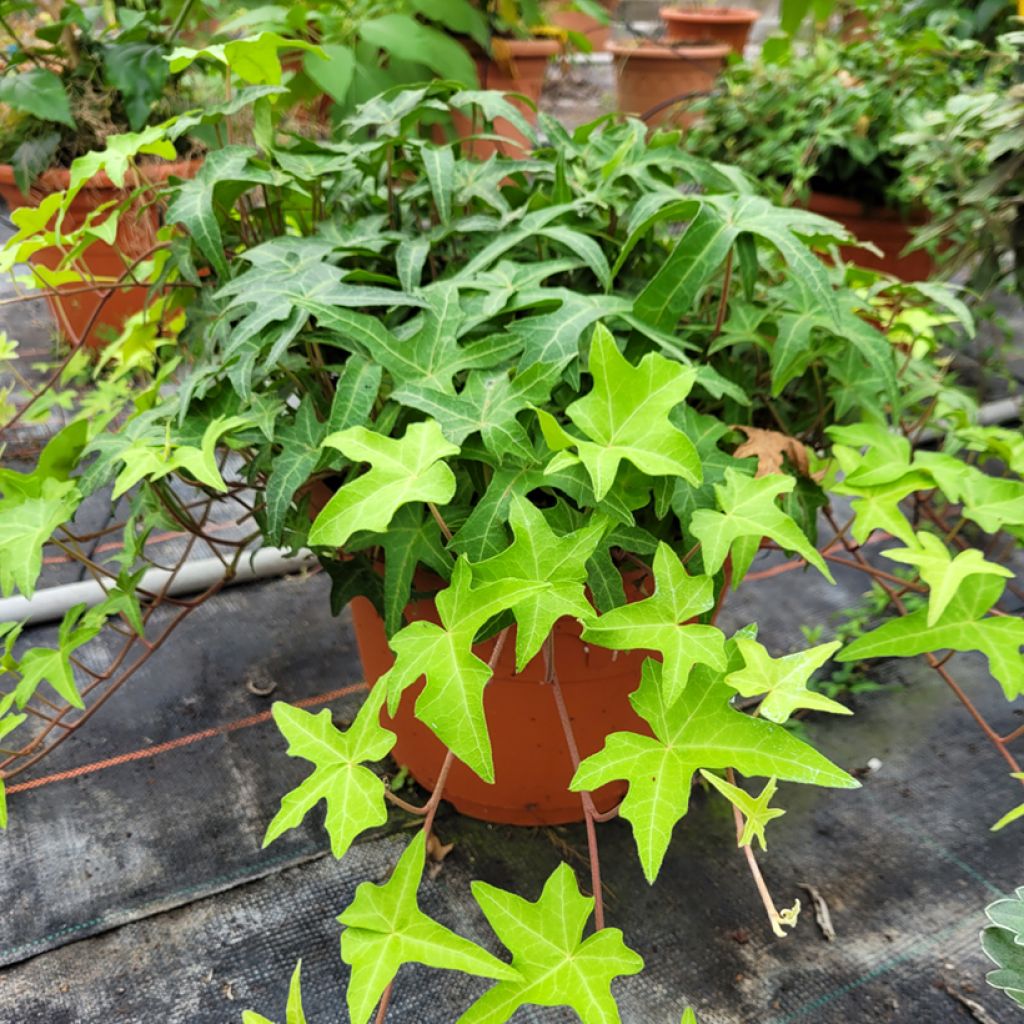 Hedera Courage - Klimop