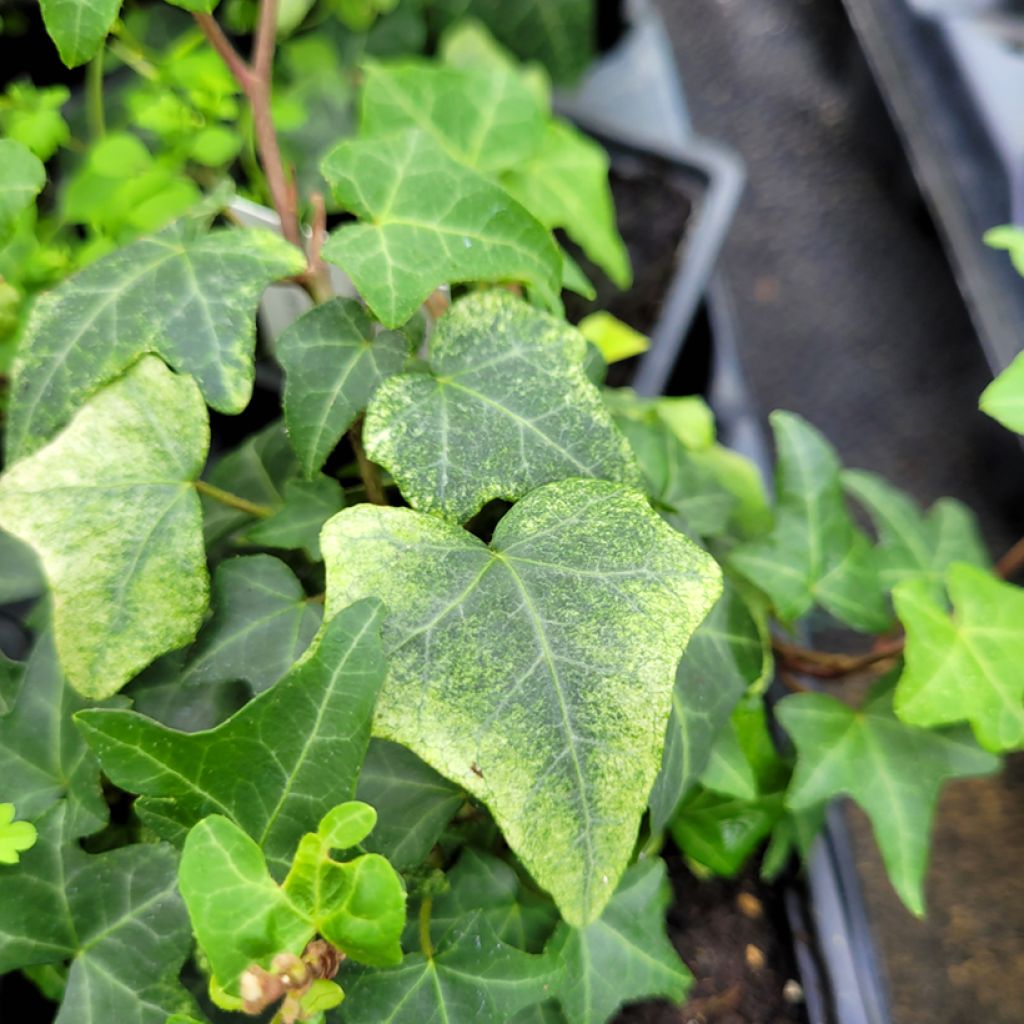 Hedera Frosty - Klimop