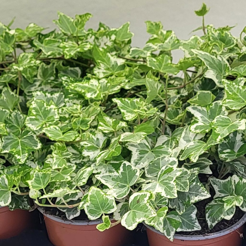 Hedera Harlekijn - Klimop