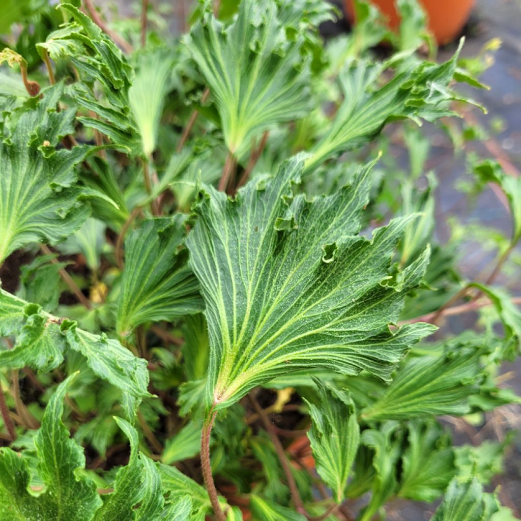 Hedera Ivalace Mutation - Klimop