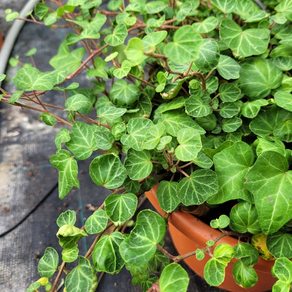 Hedera Peter Pan - Klimop