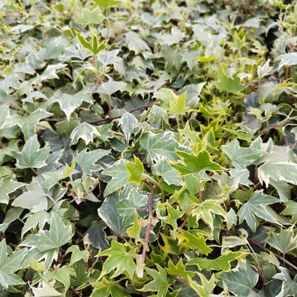 Hedera Yellow Ripple - Klimop