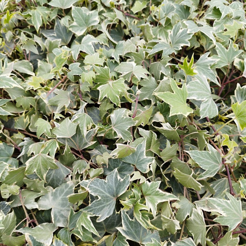 Hedera Yellow Ripple - Klimop