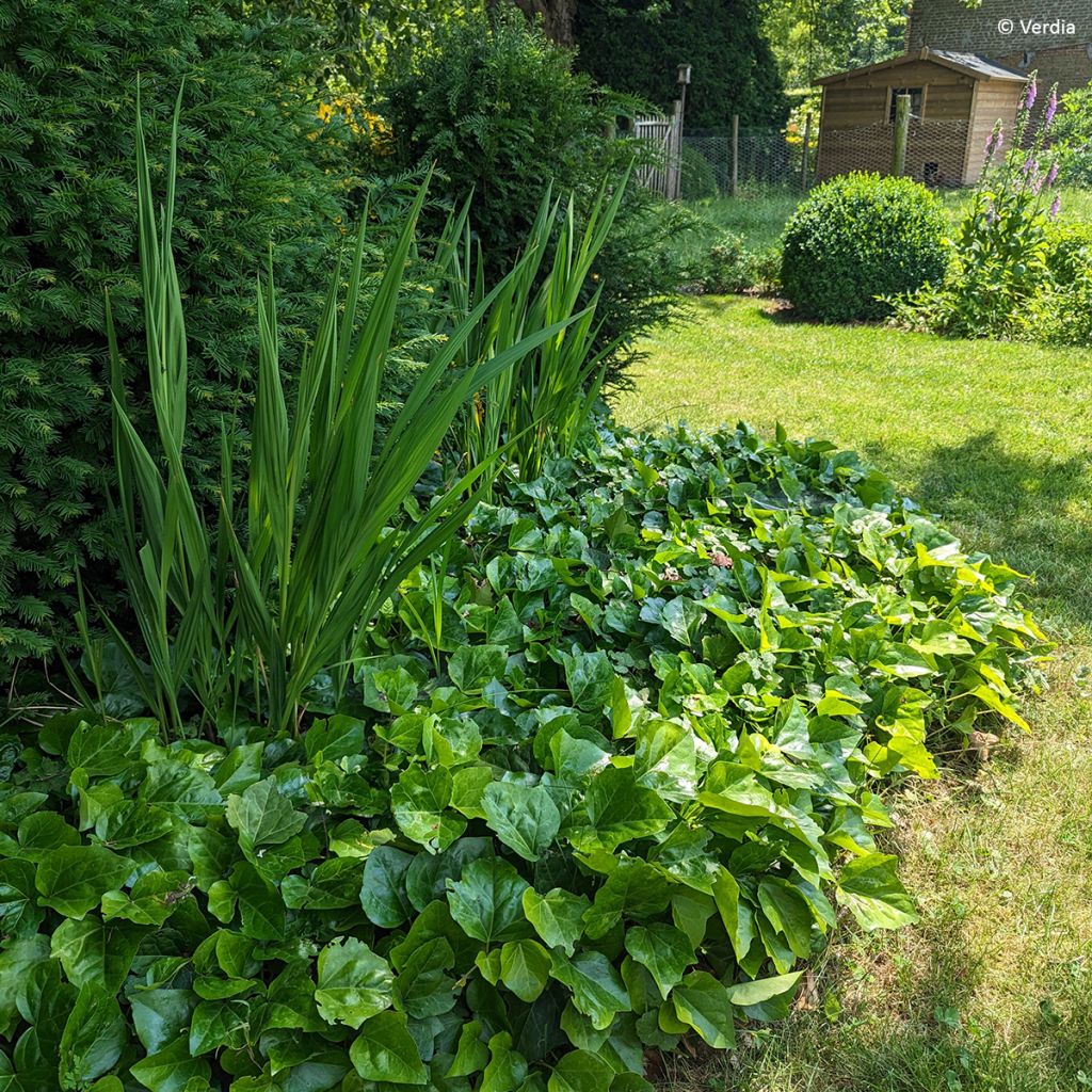 Hedera Algerian Bellecour - Algerijnse klimop