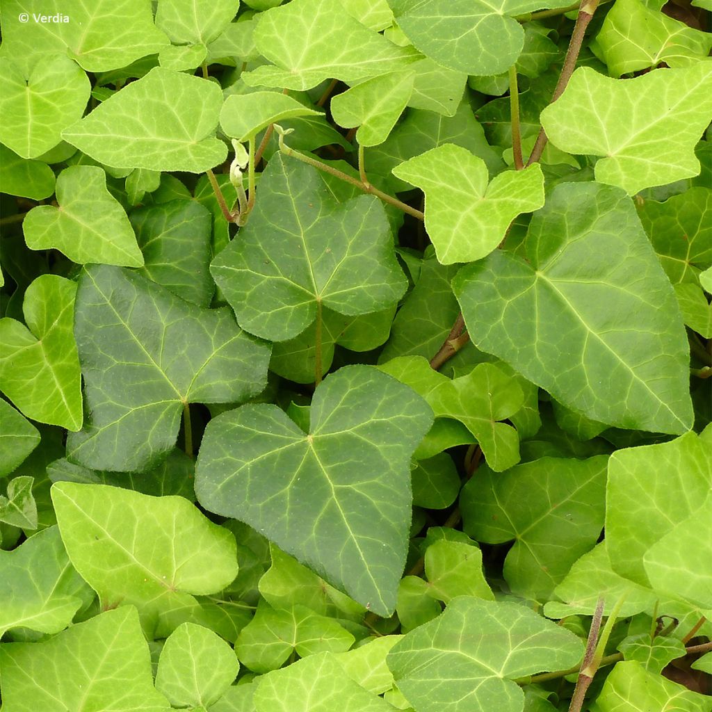 Hedera Algerian Bellecour - Algerijnse klimop