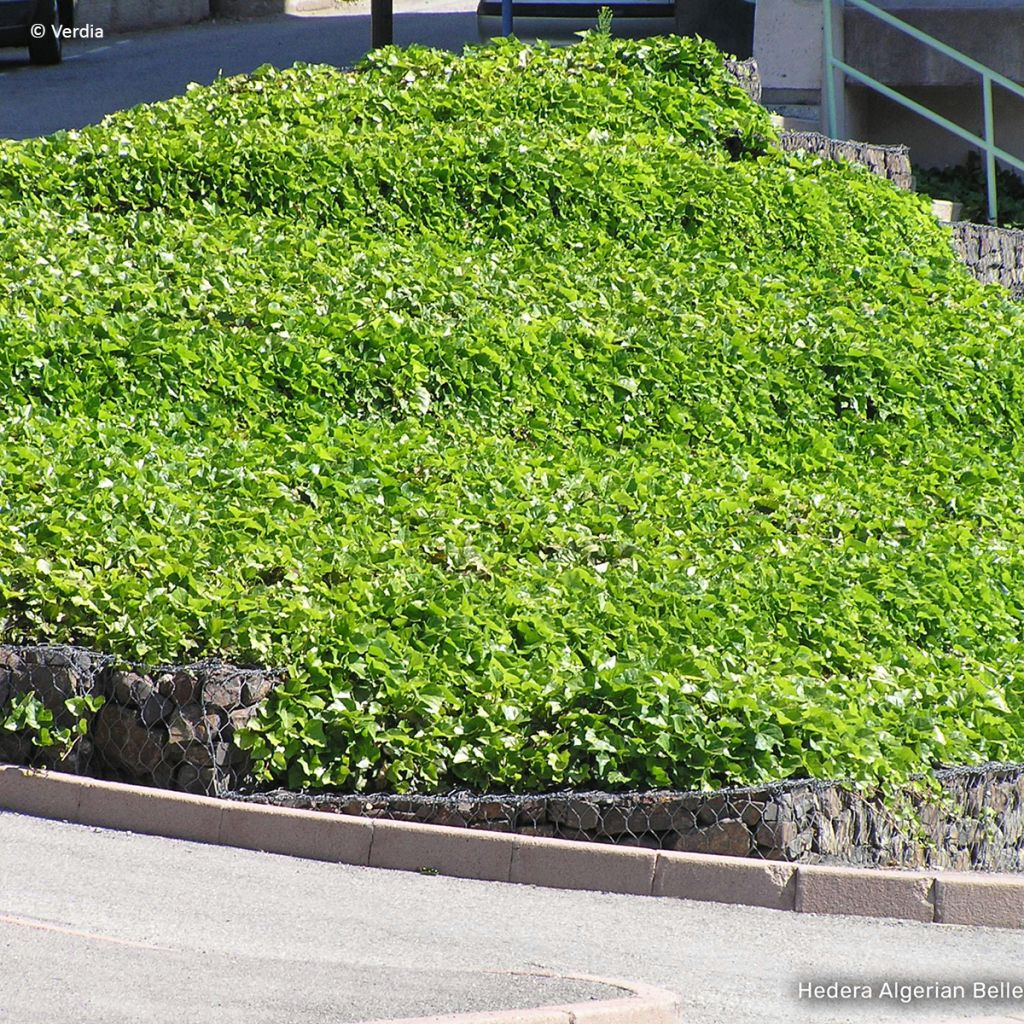 Hedera Algerian Bellecour - Algerijnse klimop