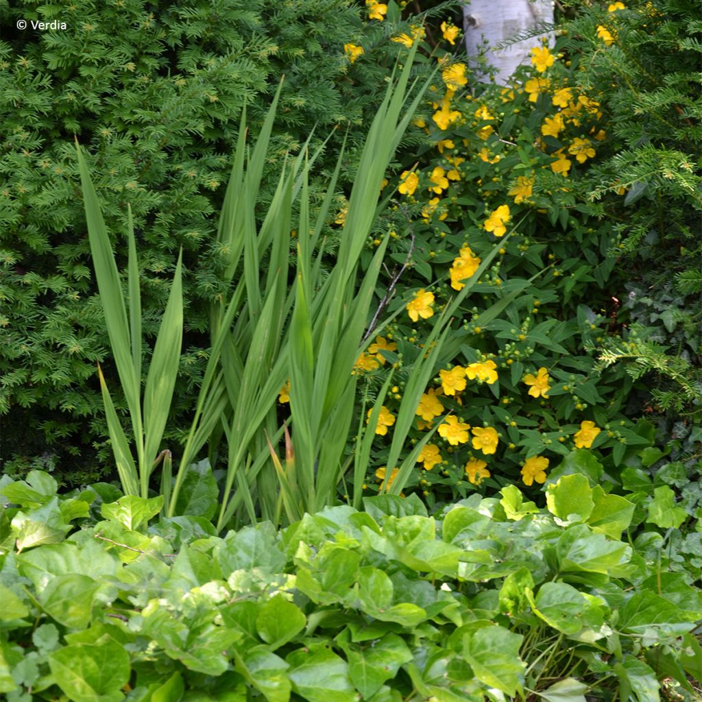 Hedera Algerian Bellecour - Algerijnse klimop
