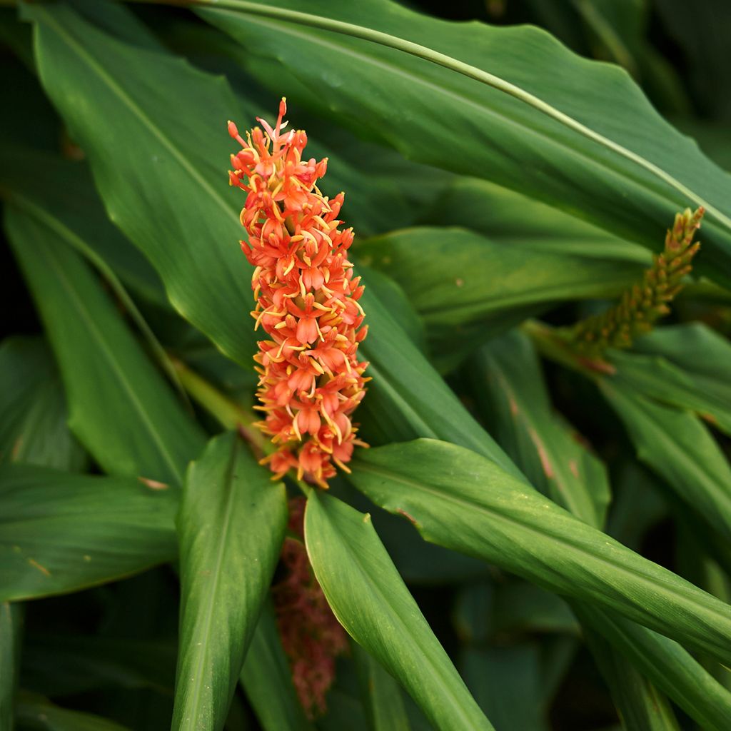 Hedychium densiflorum - Gemberlelie