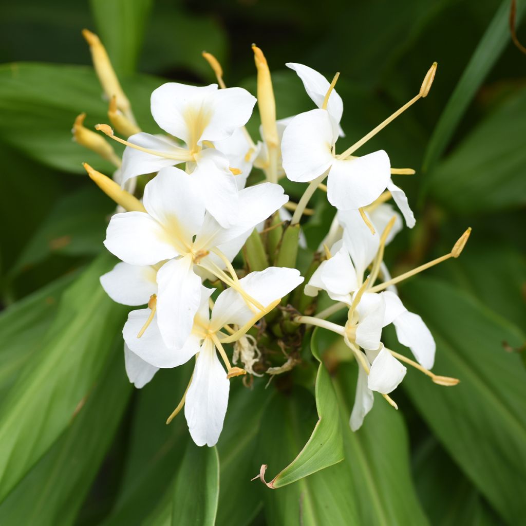 Hedychium maximum - Gemberlelie