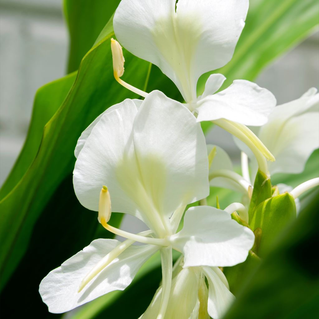 Hedychium maximum - Gemberlelie