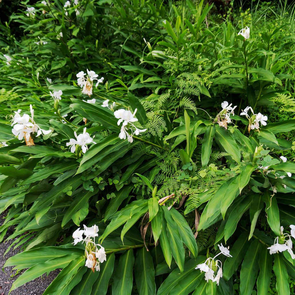 Hedychium maximum - Gemberlelie