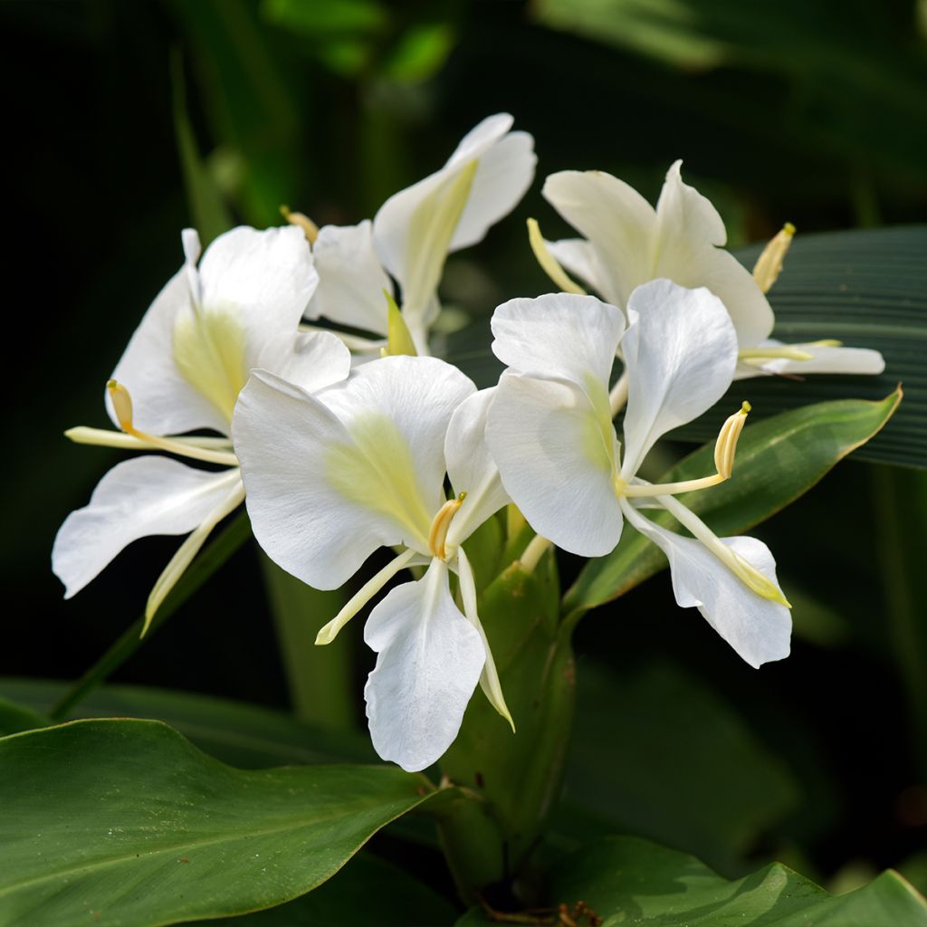 Hedychium maximum - Gemberlelie