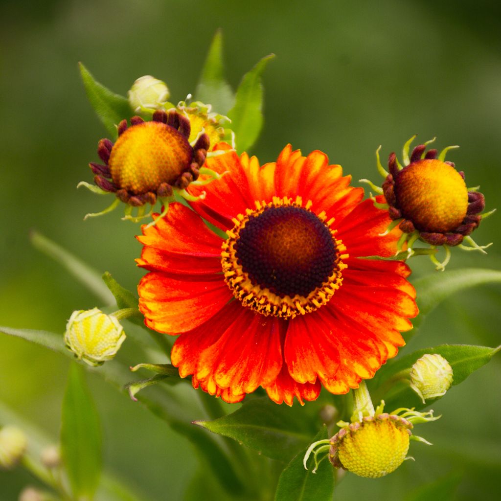 Helenium Dunkle Pracht - Zonnekruid