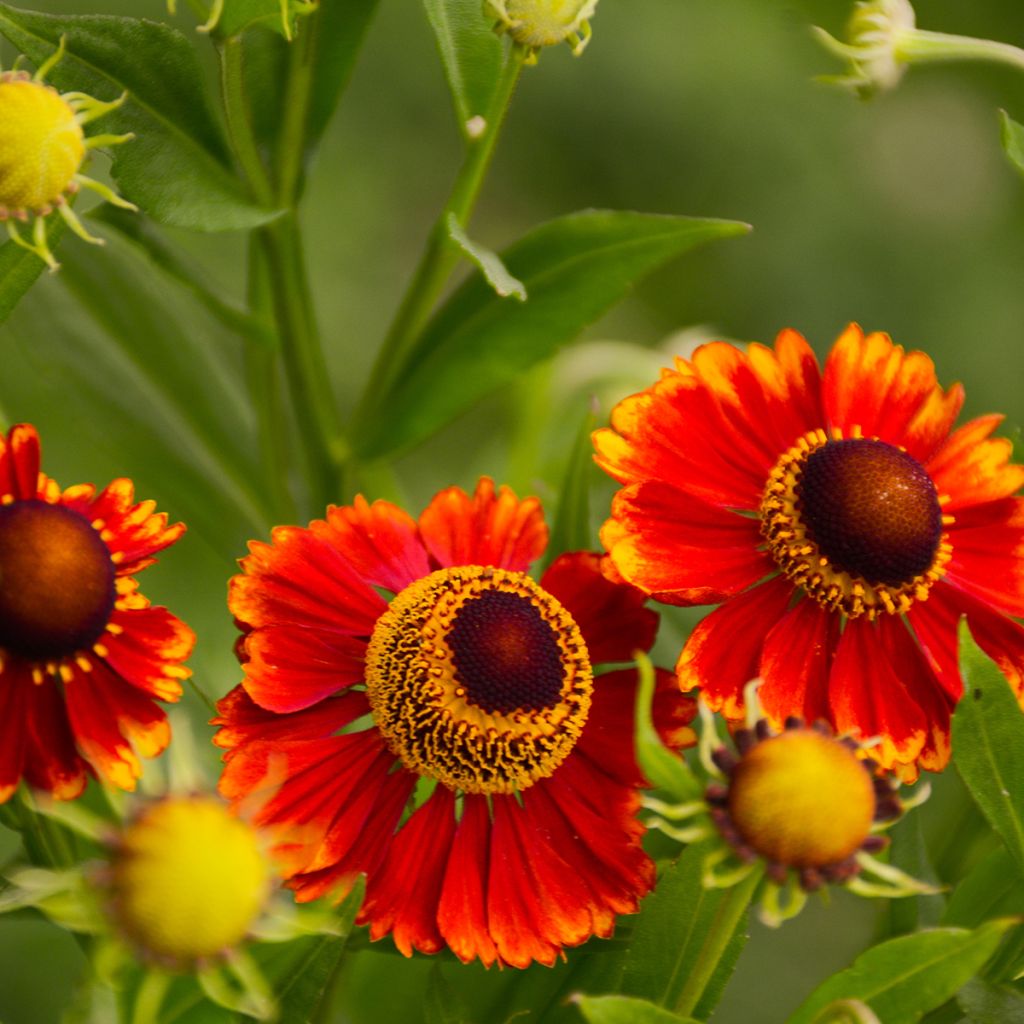 Helenium Dunkle Pracht - Zonnekruid