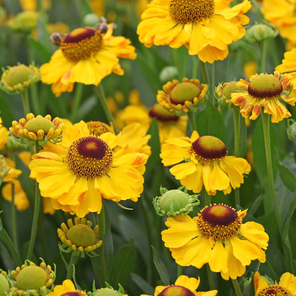 Helenium El Dorado - Zonnekruid