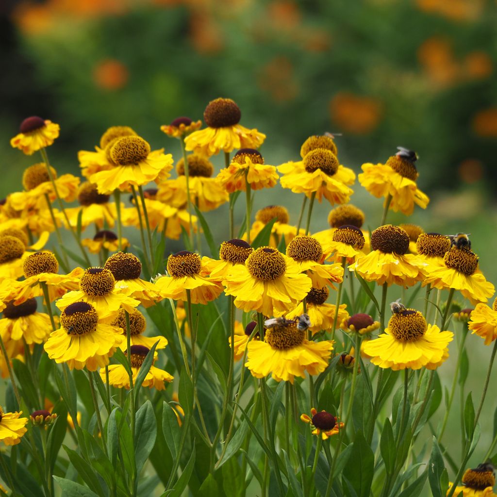 Helenium El Dorado - Zonnekruid