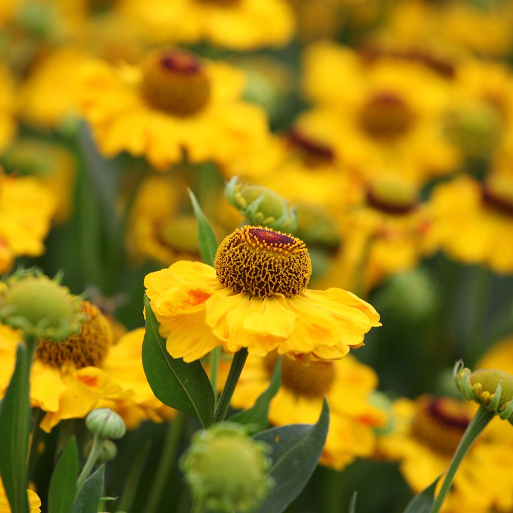 Helenium El Dorado - Zonnekruid