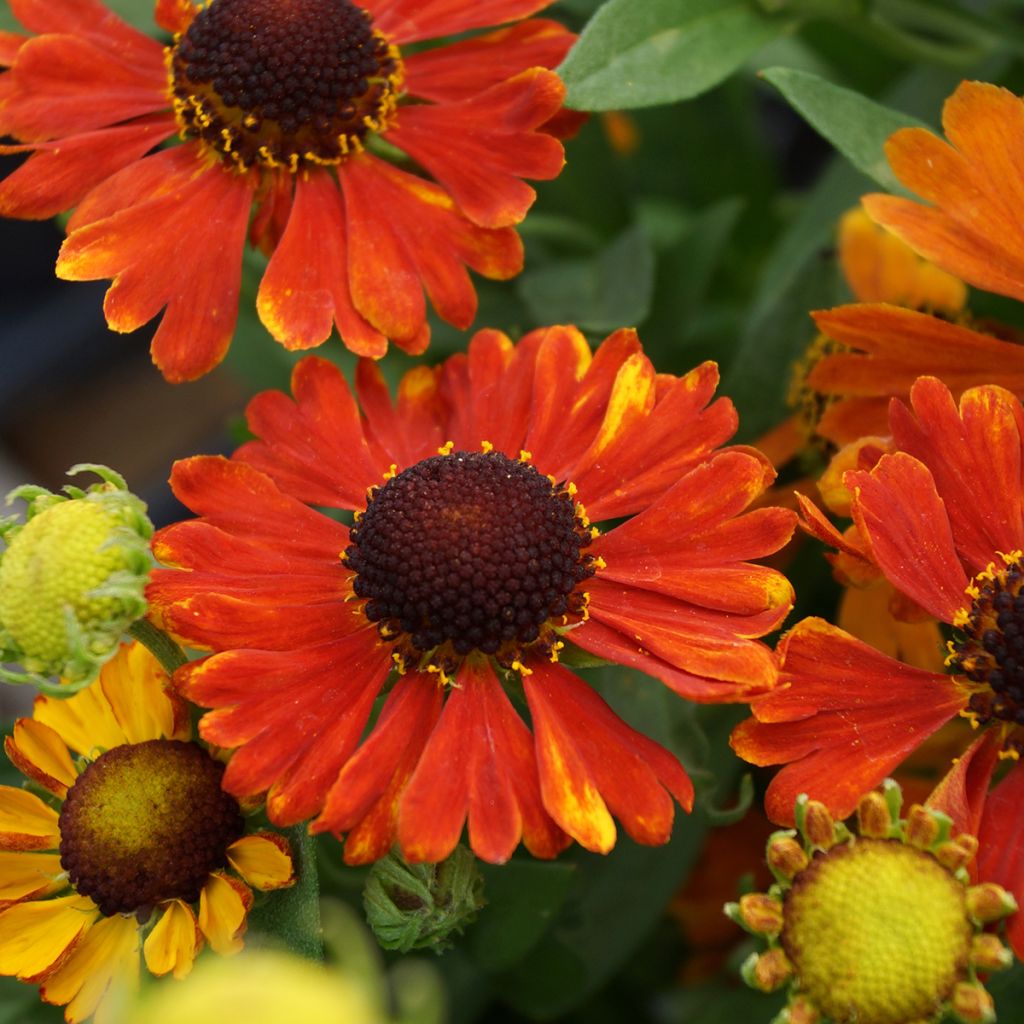 Helenium Mardi Gras - Zonnekruid