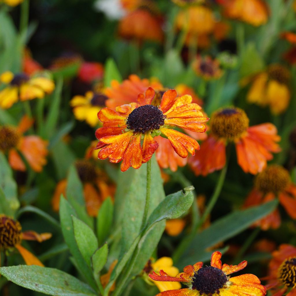 Helenium Mardi Gras - Zonnekruid