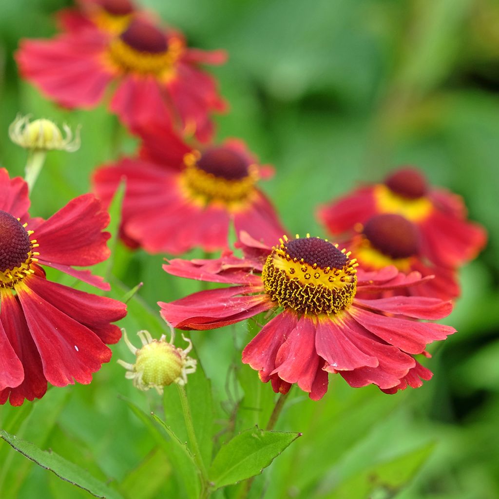 Helenium Red Jewel - Zonnekruid