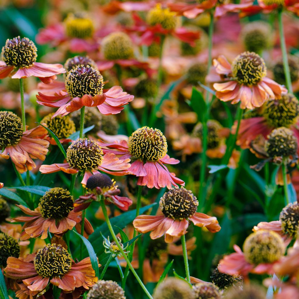 Zonnekruid Rubinzwerg - Helenium