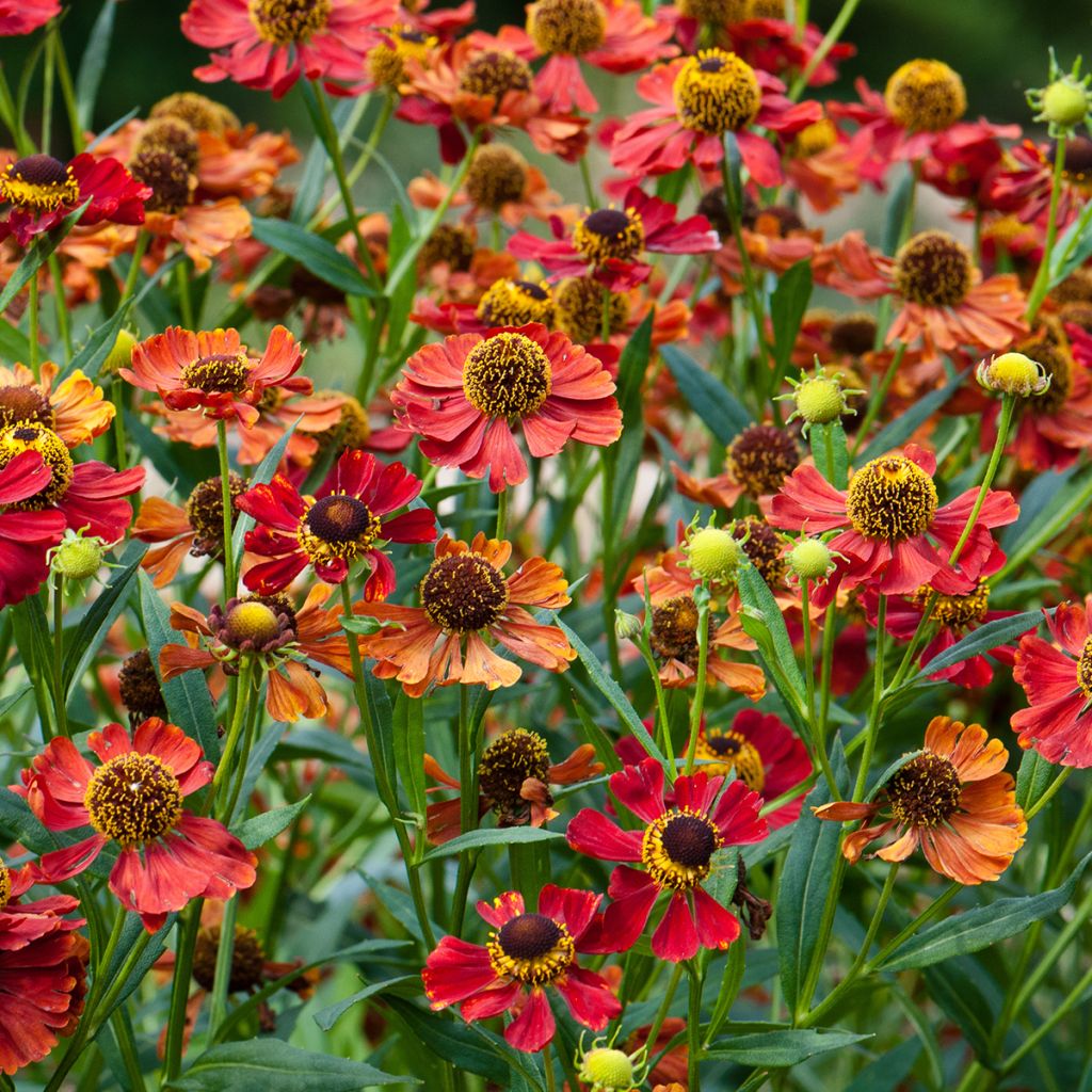 Zonnekruid Rubinzwerg - Helenium