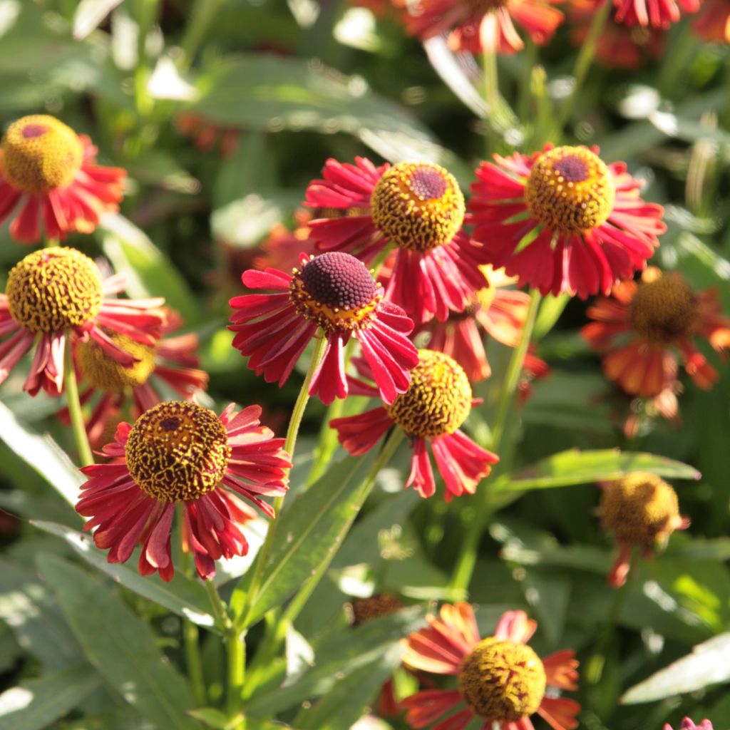 Helenium Ruby Tuesday - Zonnekruid