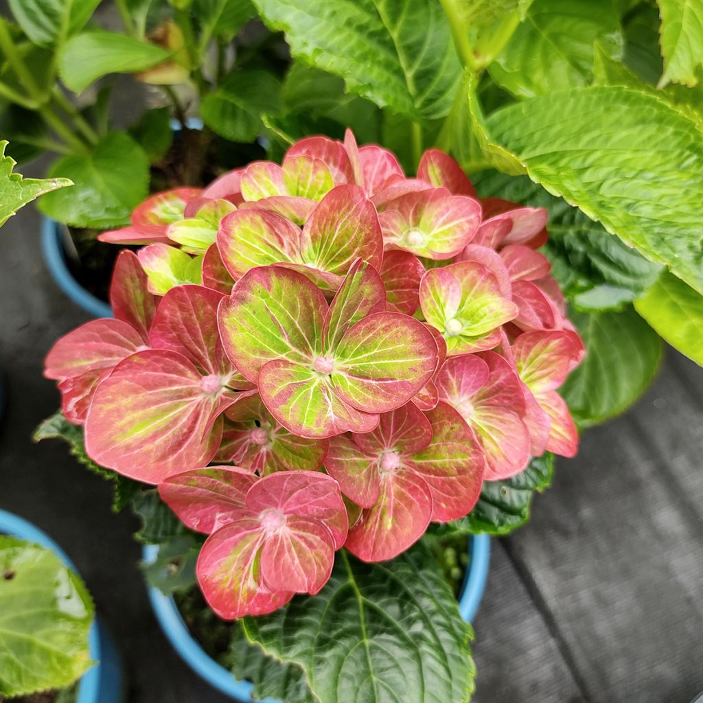 Helenium Ruby Tuesday - Zonnekruid