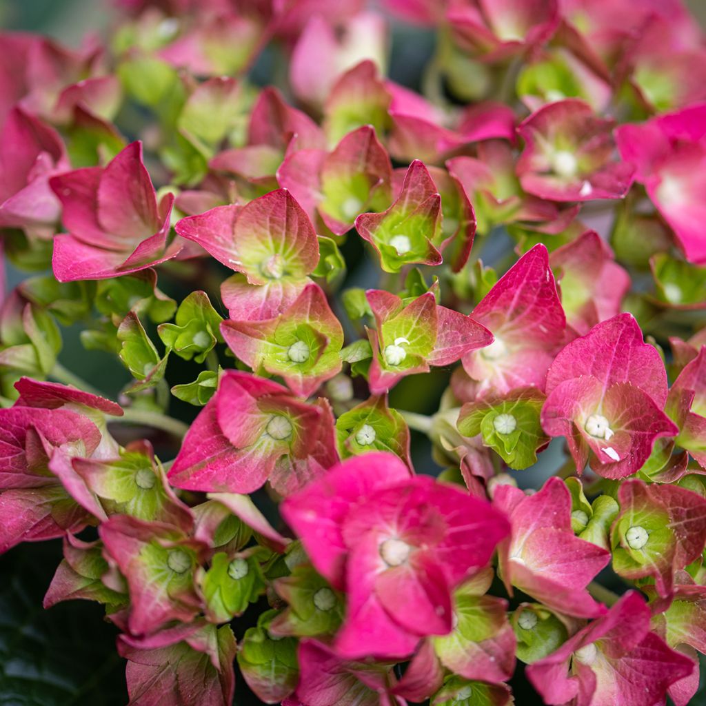 Helenium Ruby Tuesday - Zonnekruid