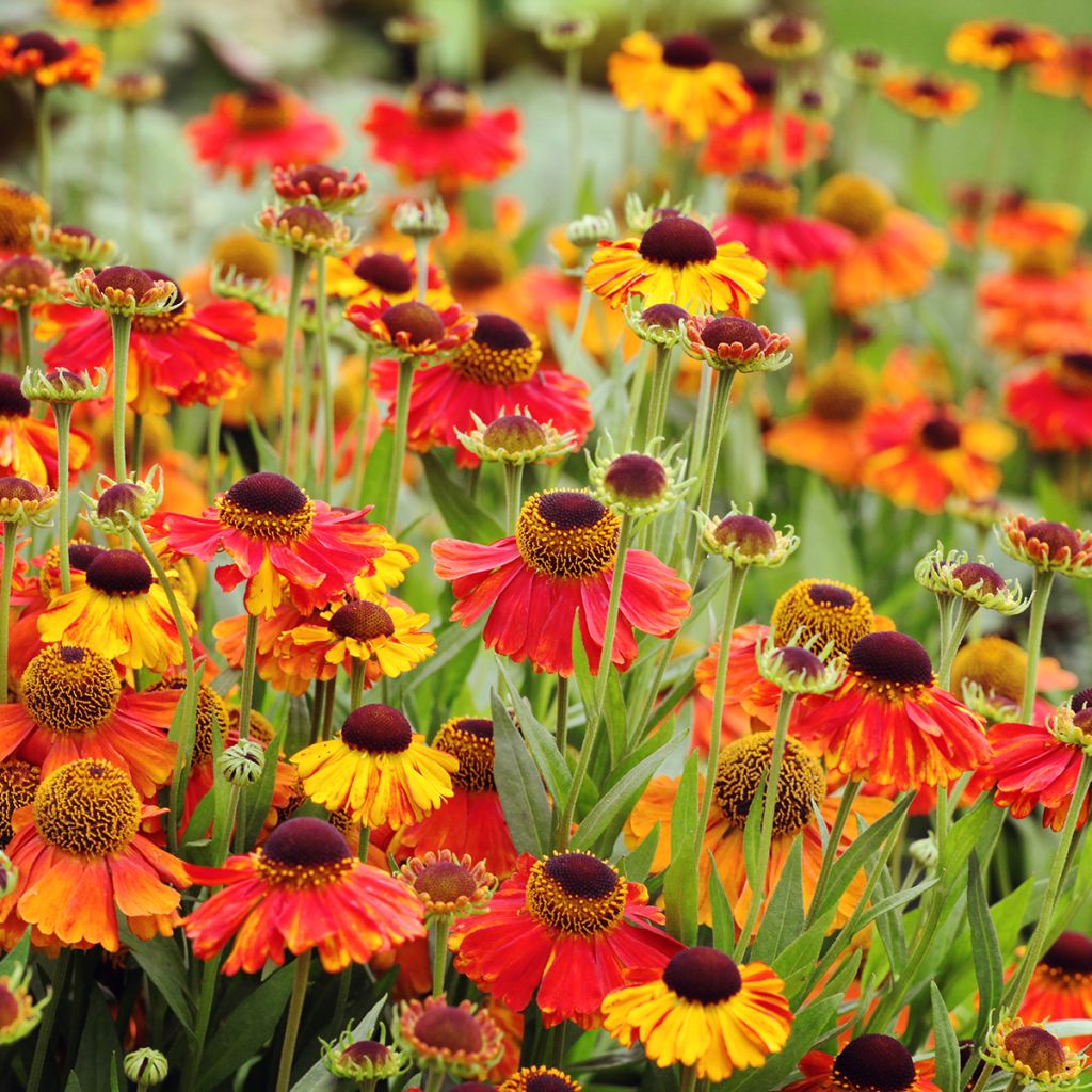 Helenium Sahin's Early Flowerer - Zonnekruid