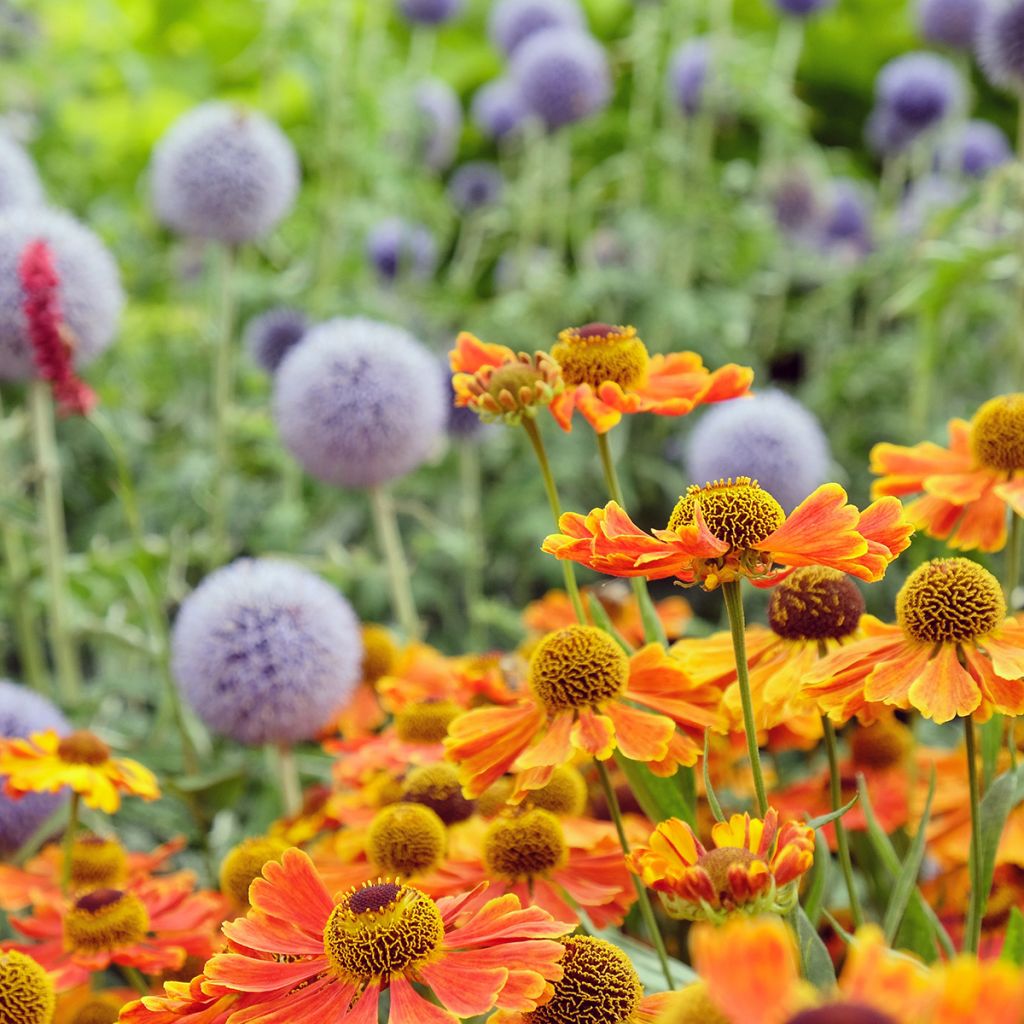Helenium Sahin's Early Flowerer - Zonnekruid