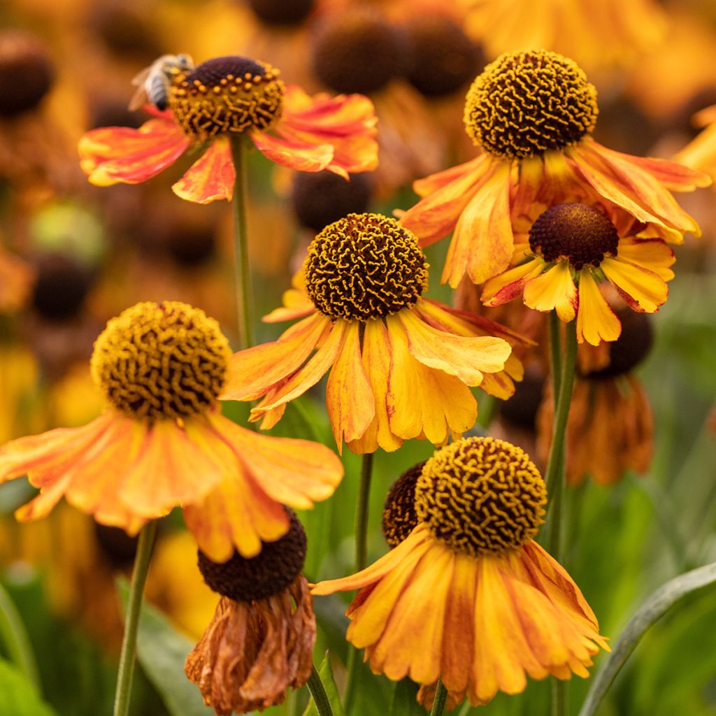 Helenium Sahin's Early Flowerer - Zonnekruid