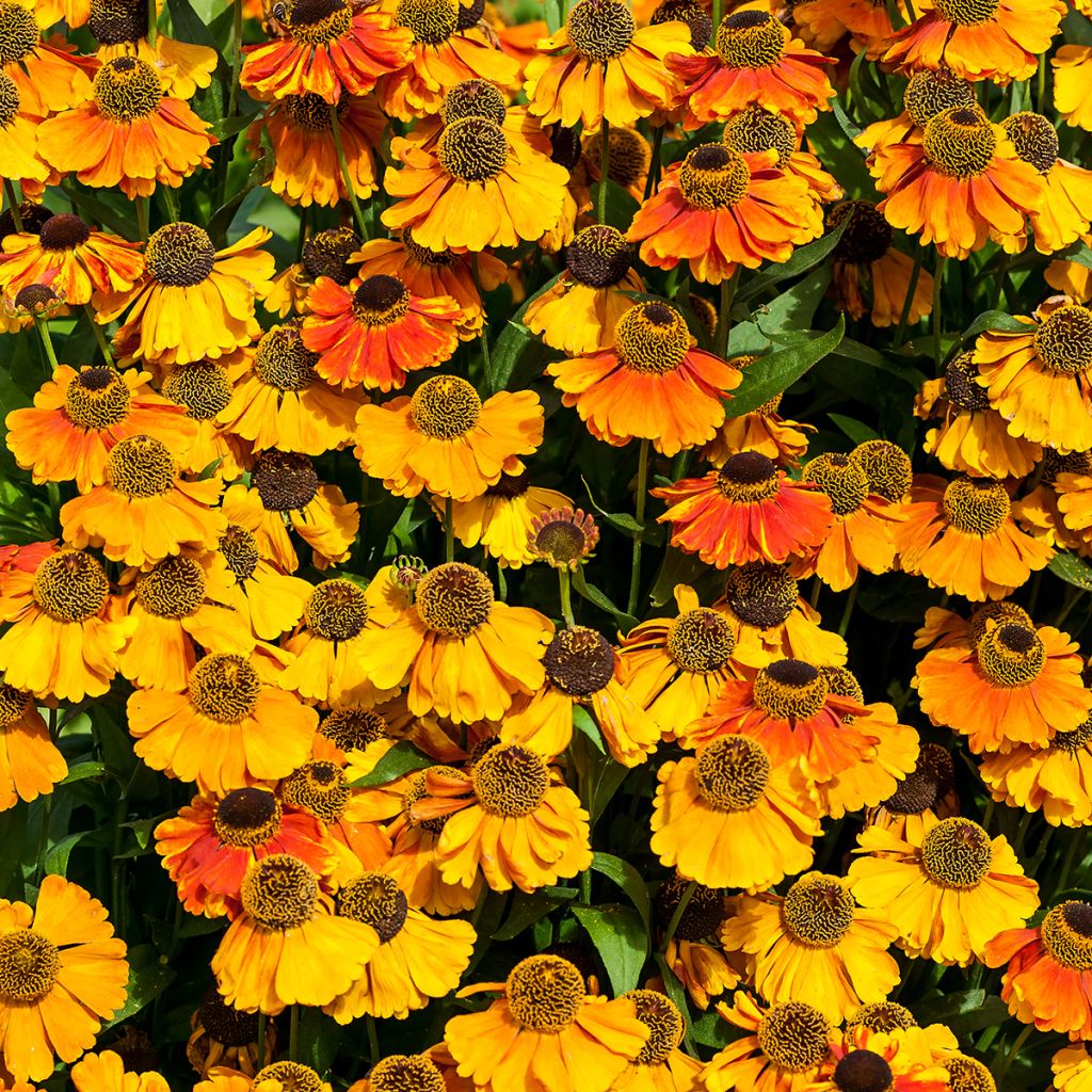 Helenium Sahin's Early Flowerer - Zonnekruid