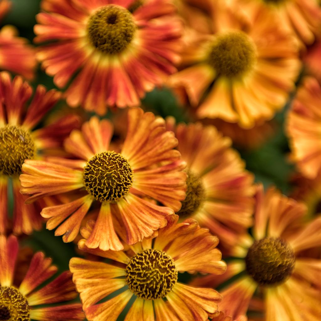 Helenium Short'n Sassy - Zonnekruid
