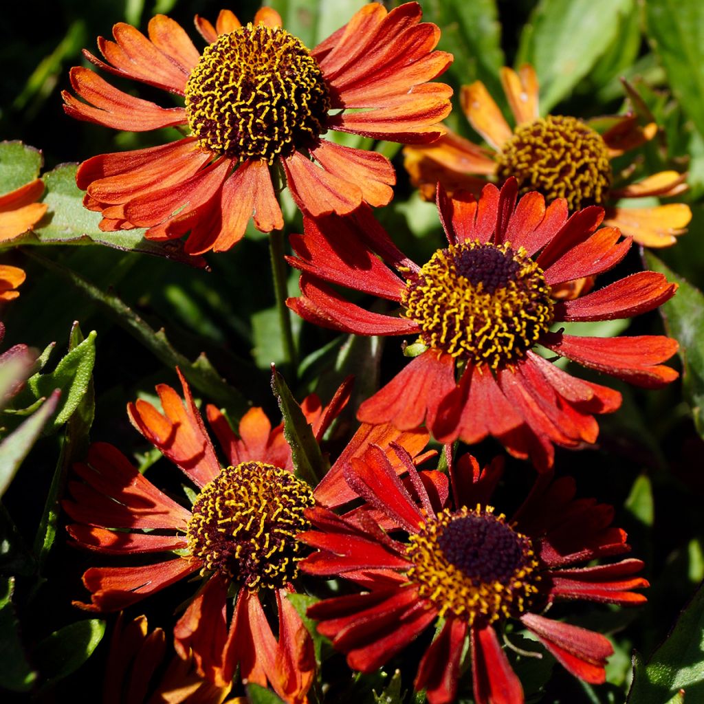 Helenium Mariachi Siesta - Zonnekruid