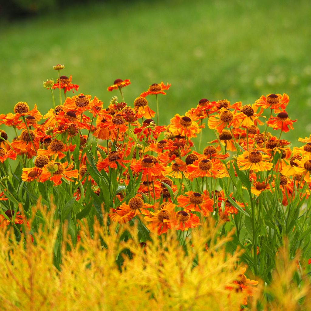 Helenium Waltraut - Zonnekruid